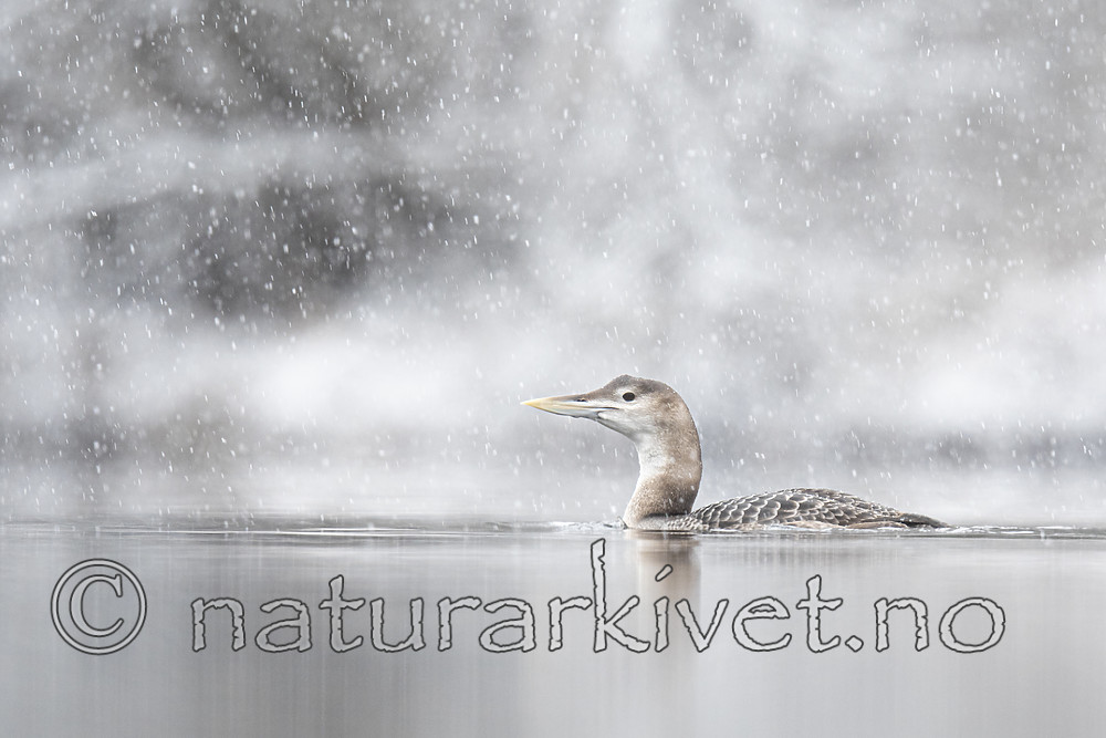 BB_20200229_0044 / Gavia adamsii / Gulnebblom