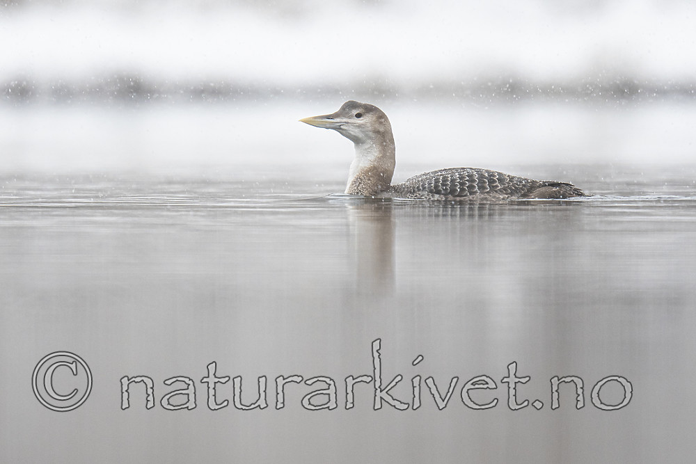 BB_20200229_0074 / Gavia adamsii / Gulnebblom