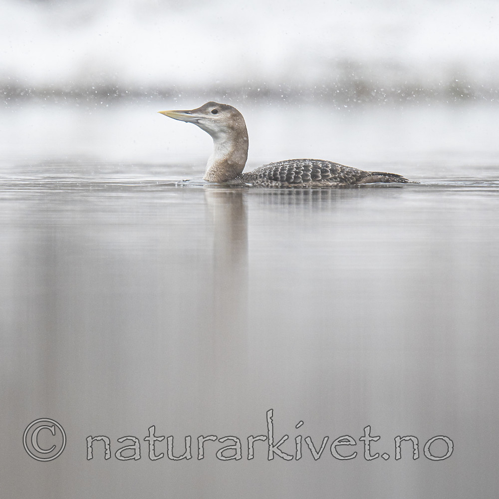 BB_20200229_0075 / Gavia adamsii / Gulnebblom