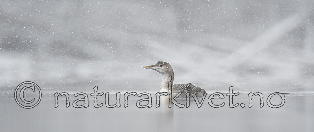 BB_20200229_0090 / Gavia adamsii / Gulnebblom