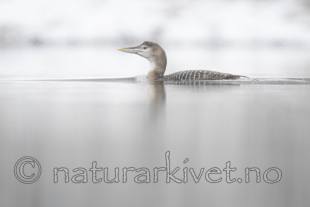 BB_20200229_0093 / Gavia adamsii / Gulnebblom
