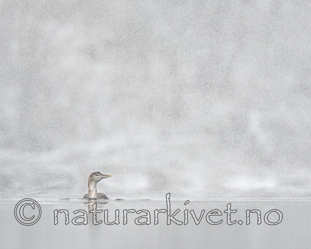 BB_20200229_0100 / Gavia adamsii / Gulnebblom