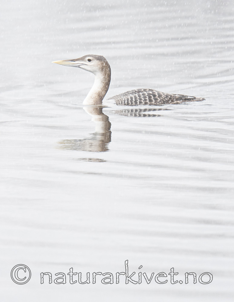 BB_20200229_0110 / Gavia adamsii / Gulnebblom