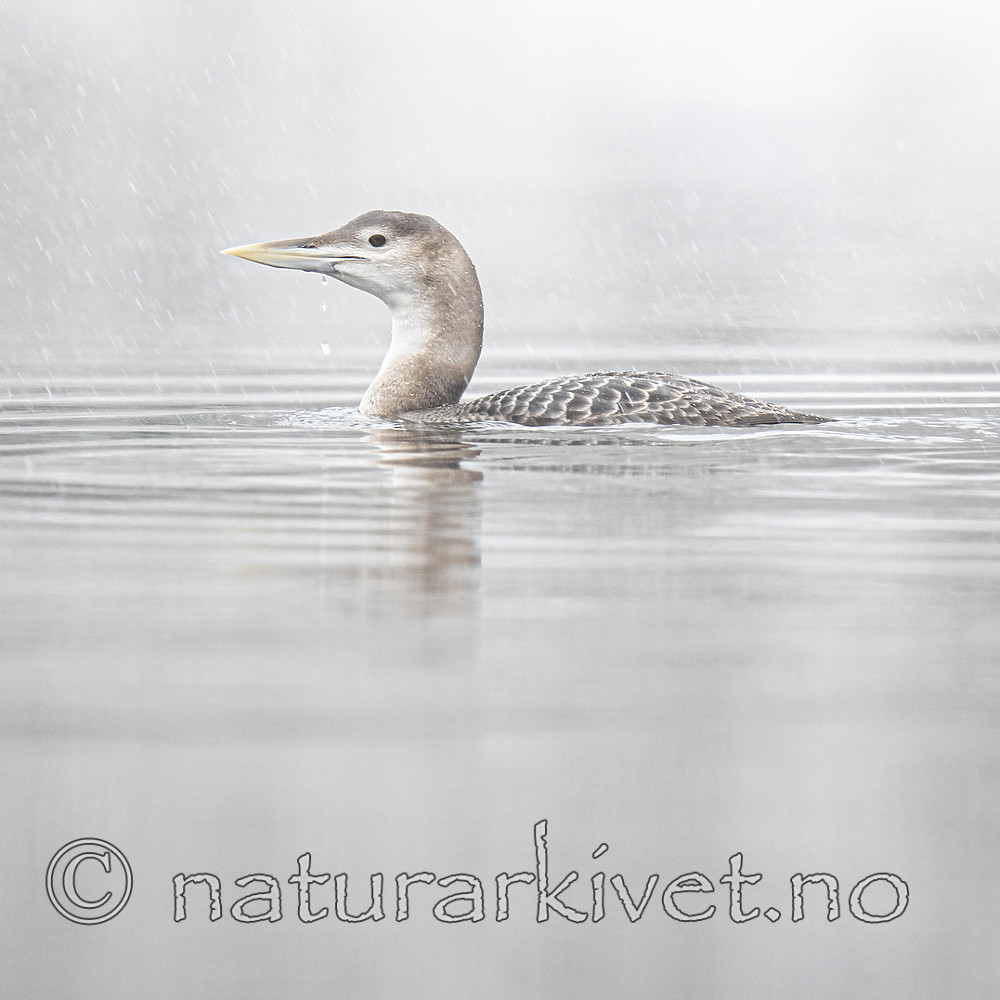 BB_20200229_0113 / Gavia adamsii / Gulnebblom