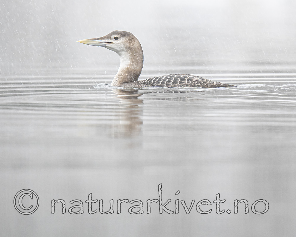 BB_20200229_0114 / Gavia adamsii / Gulnebblom