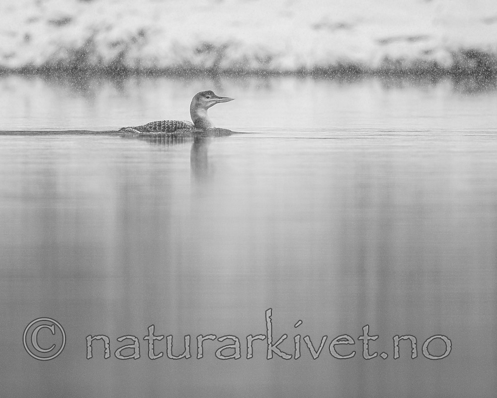 BB_20200229_0122 / Gavia adamsii / Gulnebblom