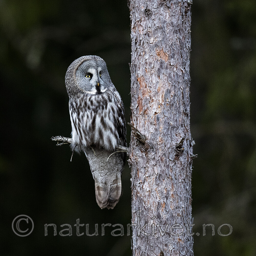 BB_20200313_0063 / Strix nebulosa / Lappugle