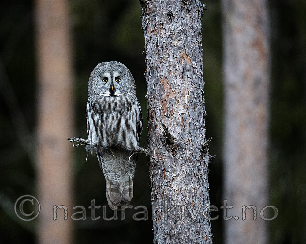 BB_20200313_0076 / Strix nebulosa / Lappugle