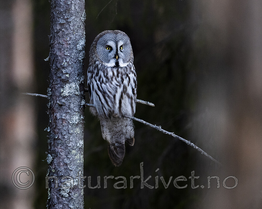 BB_20200314_0093 / Strix nebulosa / Lappugle