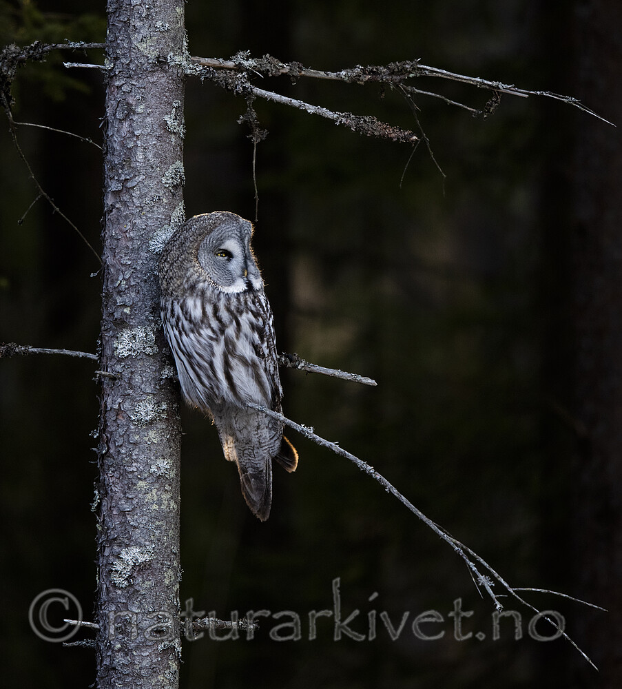 BB_20200314_0160 / Strix nebulosa / Lappugle