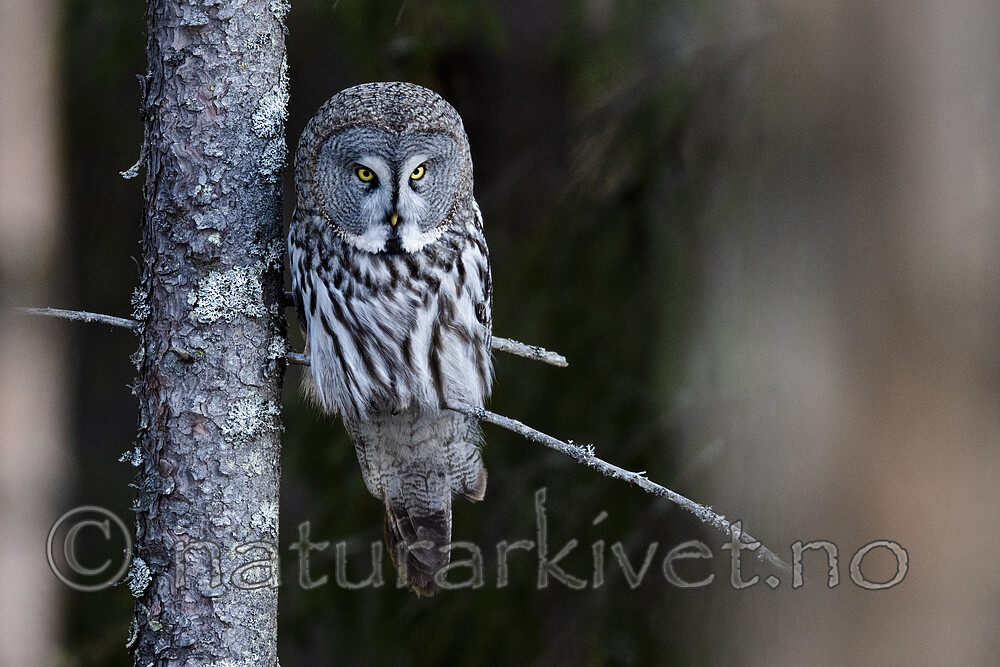 BB_20200314_0171 / Strix nebulosa / Lappugle