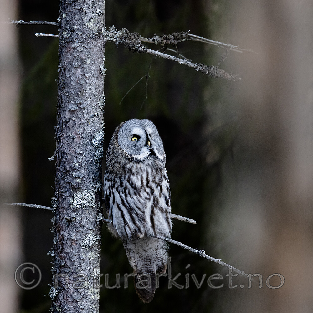 BB_20200314_0176 / Strix nebulosa / Lappugle