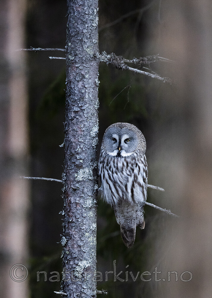 BB_20200314_0186 / Strix nebulosa / Lappugle