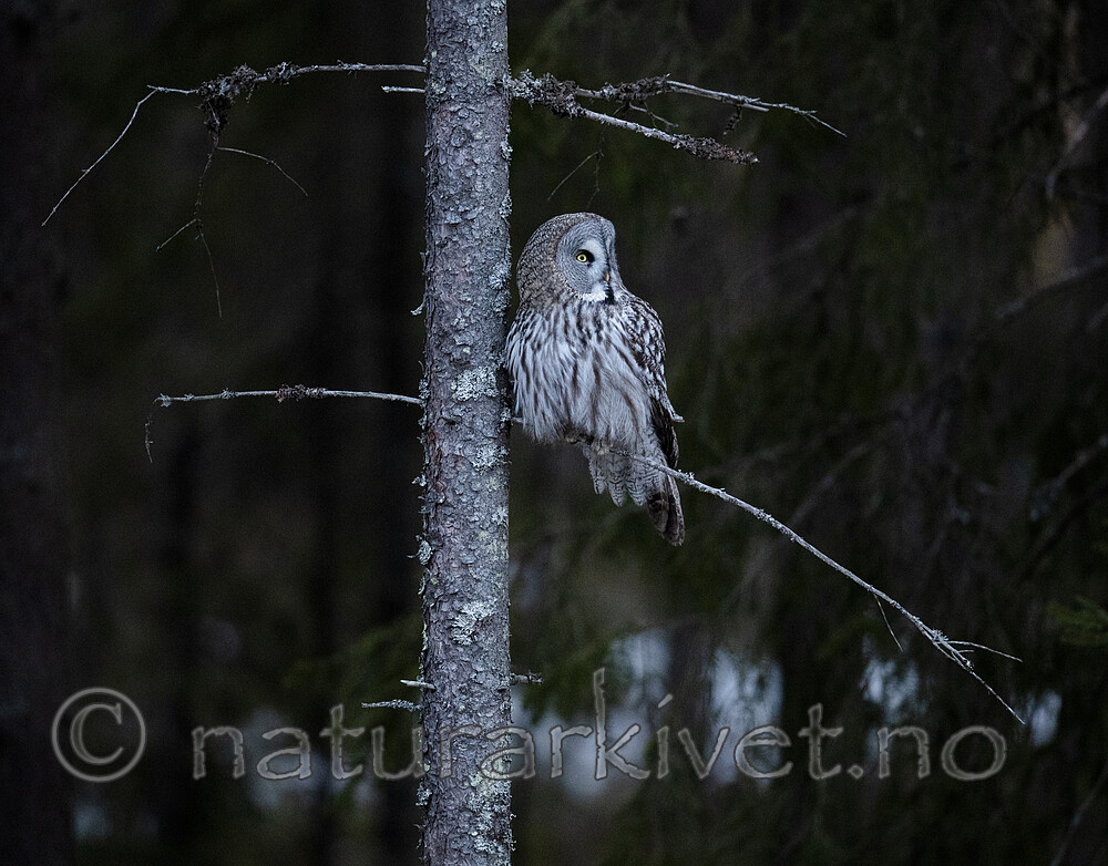BB_20200314_0230 / Strix nebulosa / Lappugle