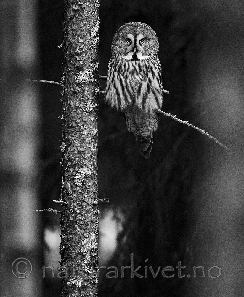 BB_20200314_0238 / Strix nebulosa / Lappugle