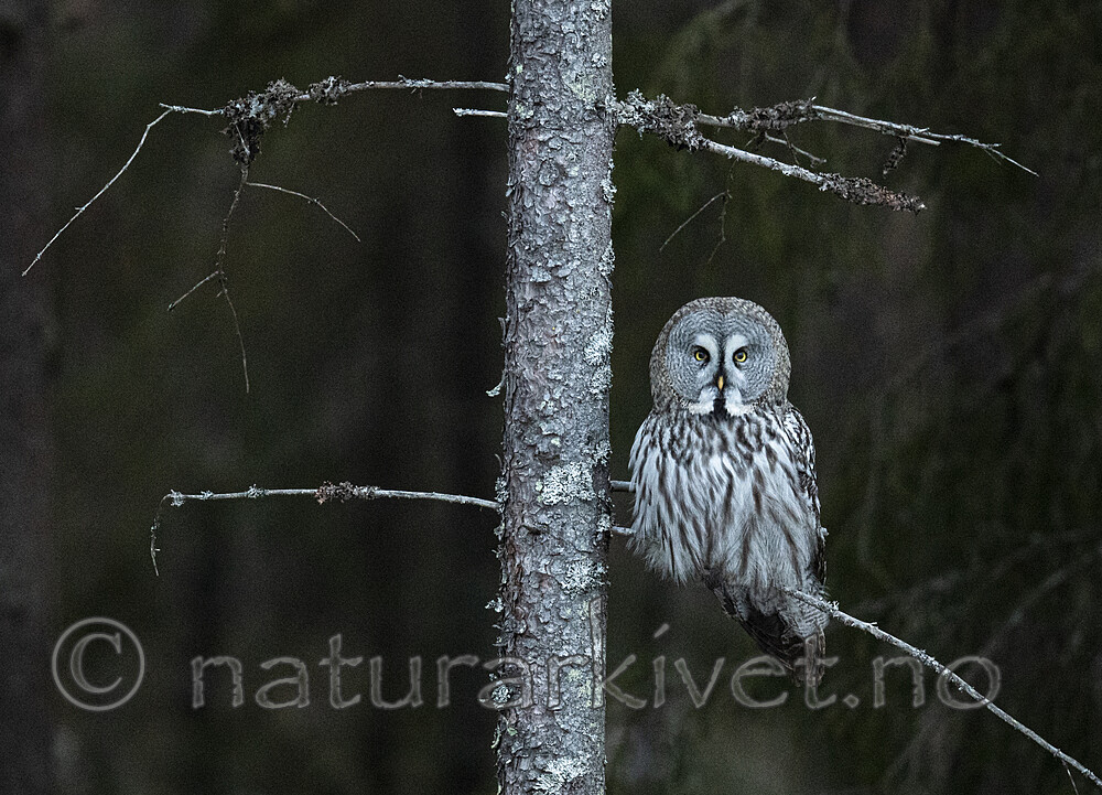 BB_20200314_0251 / Strix nebulosa / Lappugle