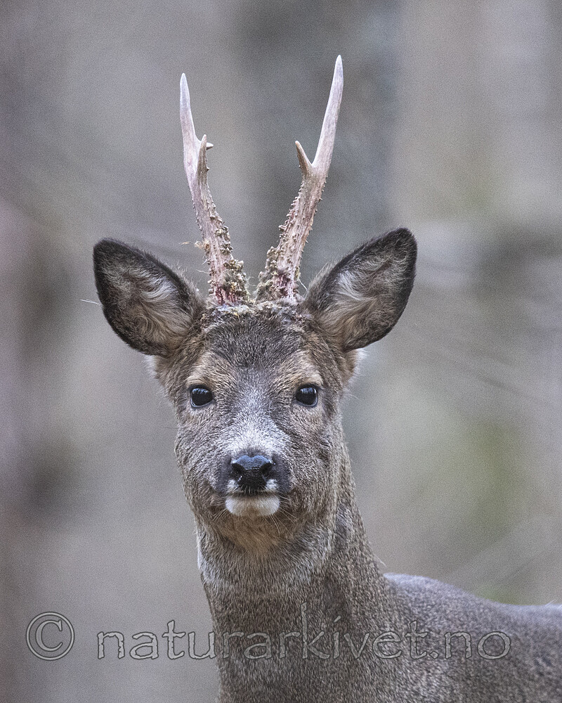 BB_20200409_0368 / Capreolus capreolus / Rådyr