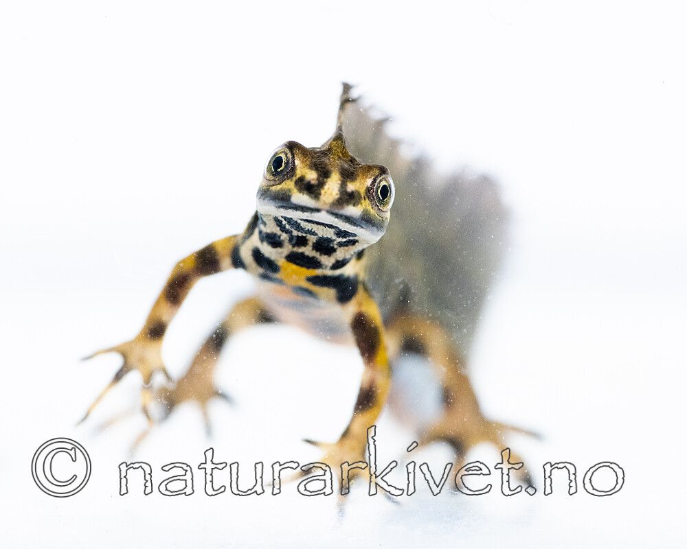 BB_20200502_0138 / Lissotriton vulgaris / Småsalamander