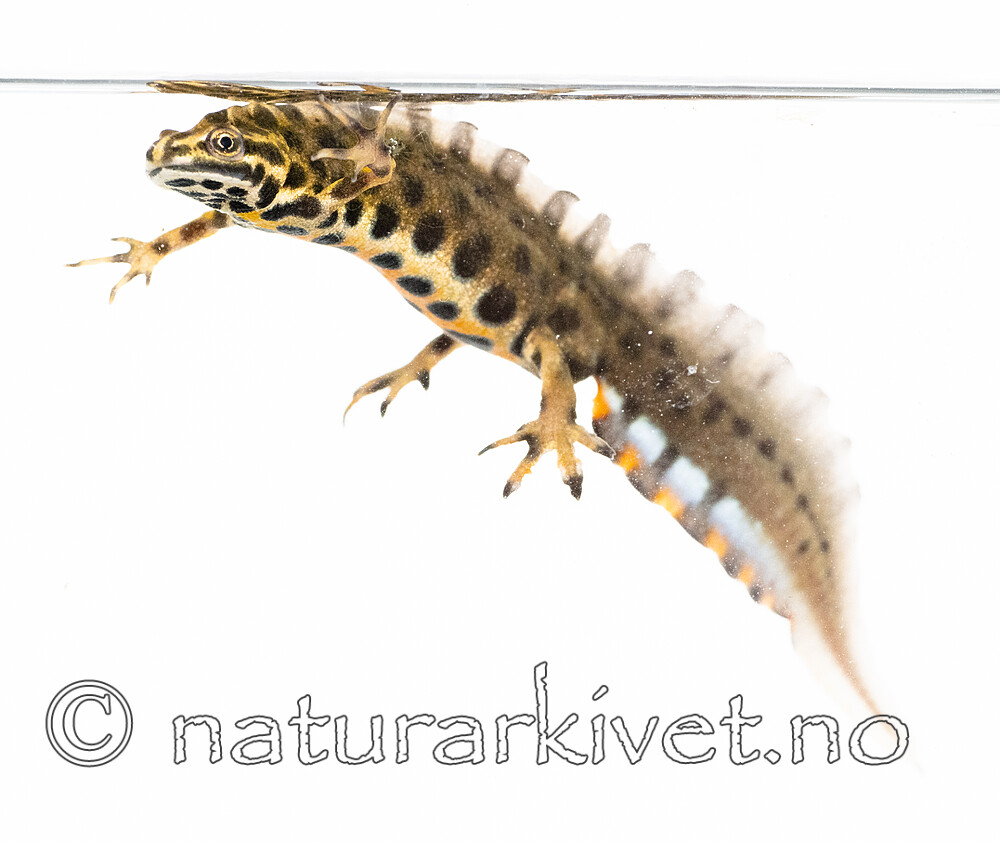 BB_20200502_0140 / Lissotriton vulgaris / Småsalamander