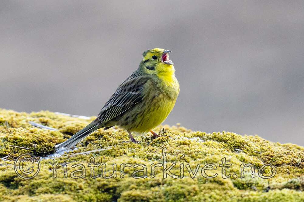 BB_20200504_0003 / Emberiza citrinella / Gulspurv