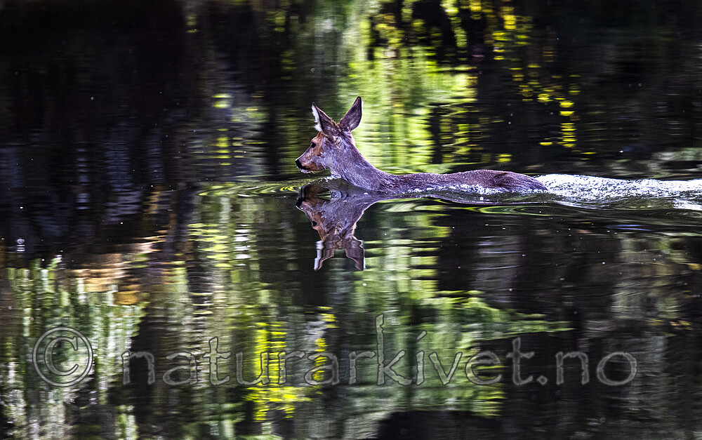 BB_20200505_0026 / Capreolus capreolus / Rådyr