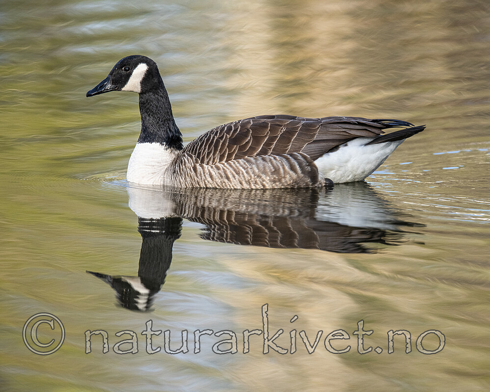 BB_20200505_0111 / Branta canadensis / Kanadagås
