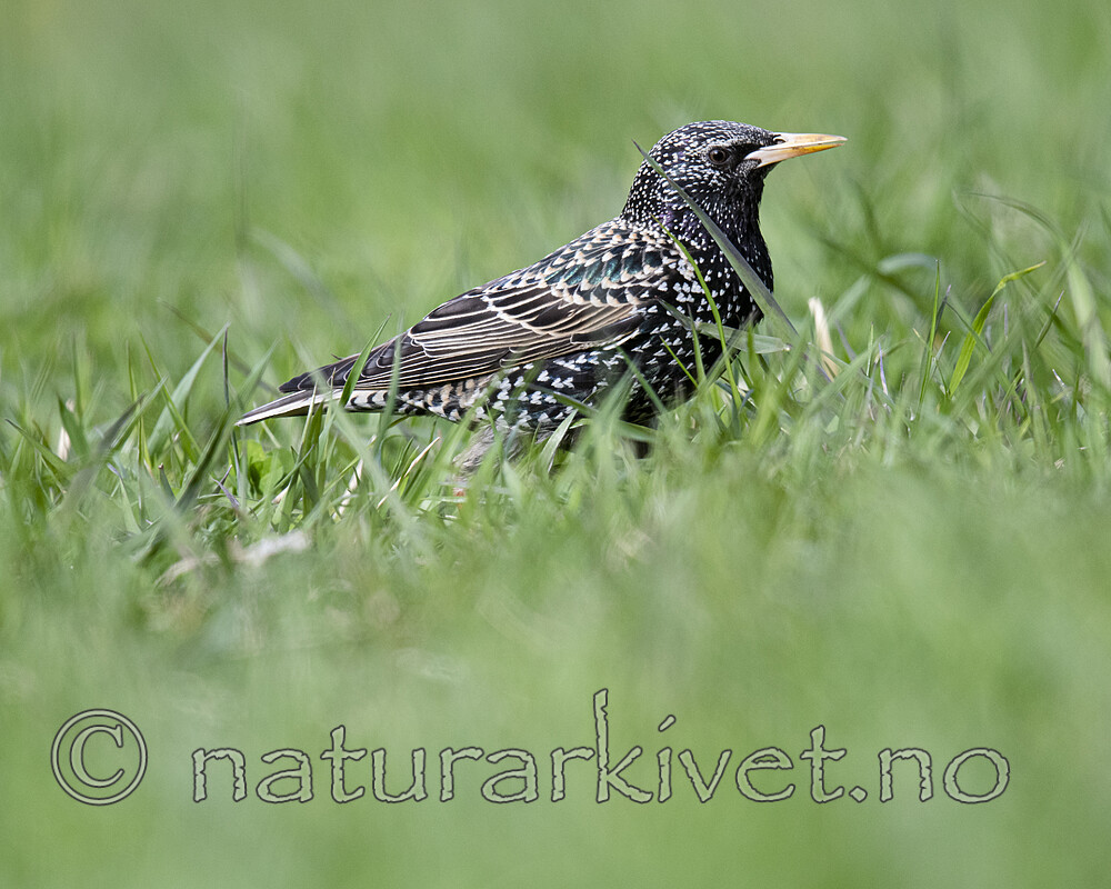 BB_20200508_0094 / Sturnus vulgaris / Stær