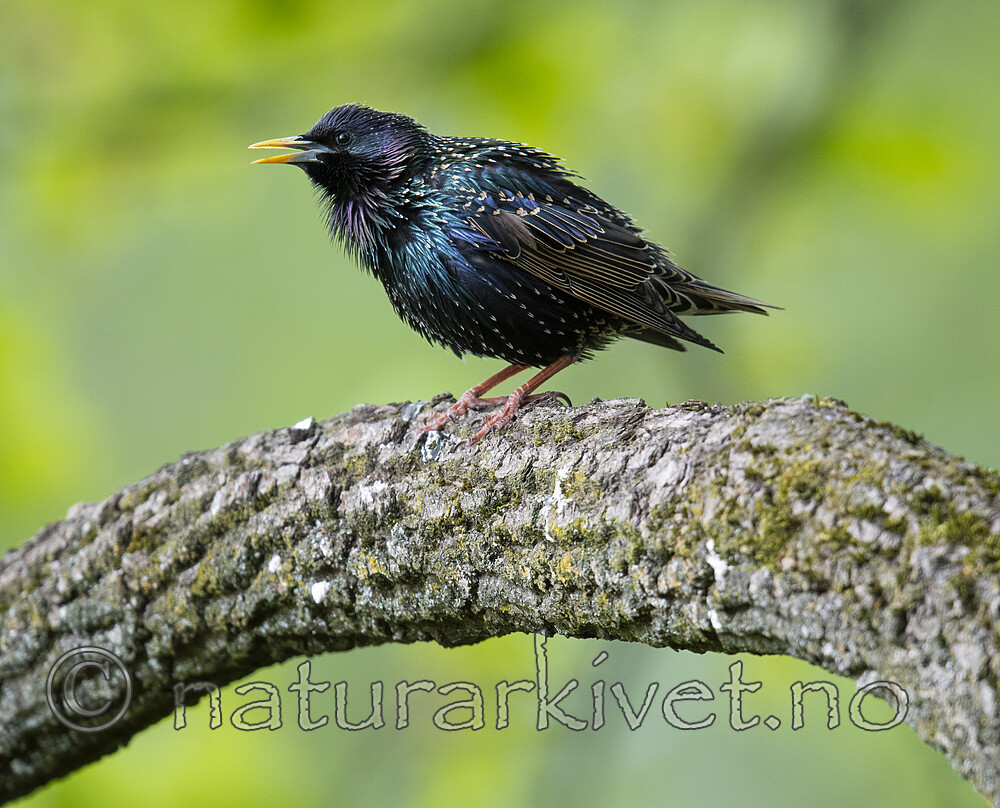 BB_20200508_0100 / Sturnus vulgaris / Stær