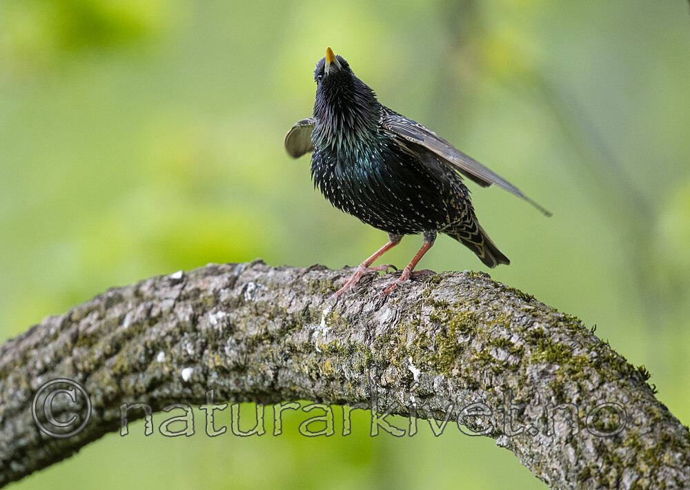 BB_20200508_0106 / Sturnus vulgaris / Stær