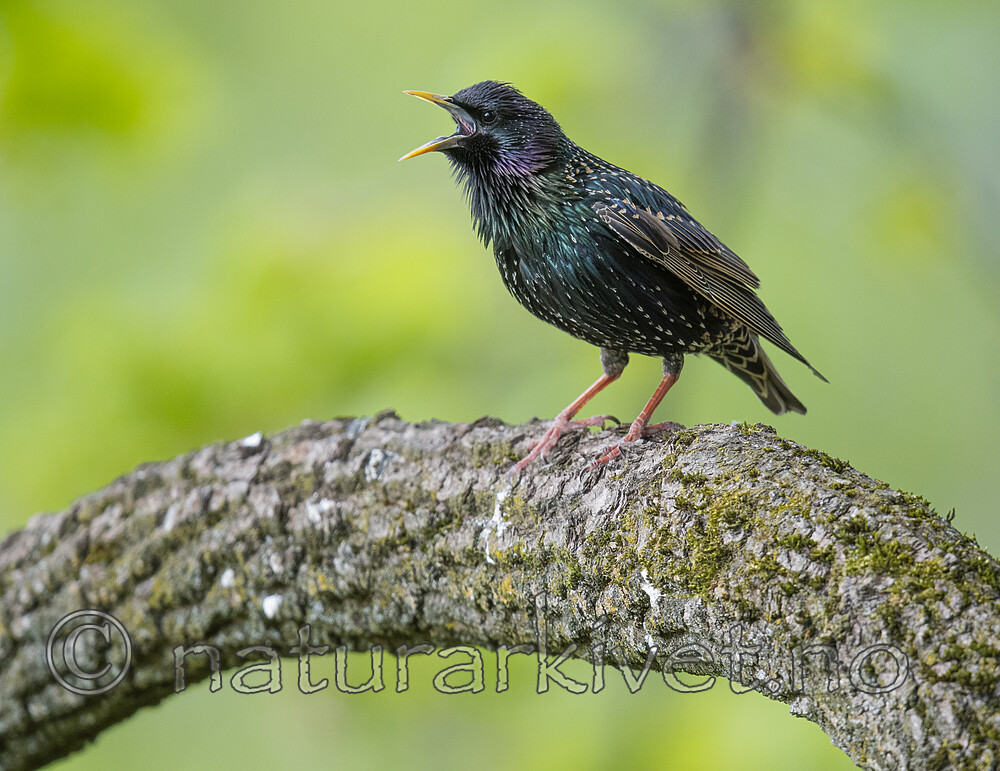 BB_20200508_0120 / Sturnus vulgaris / Stær