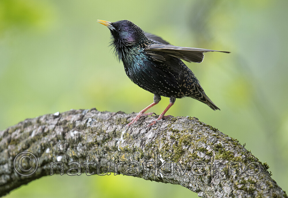 BB_20200508_0123 / Sturnus vulgaris / Stær