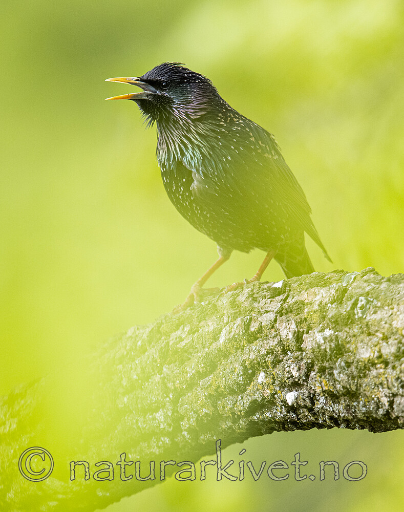 BB_20200508_0153 / Sturnus vulgaris / Stær