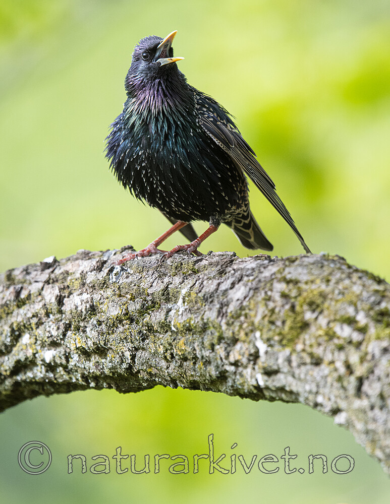 BB_20200508_0165 / Sturnus vulgaris / Stær