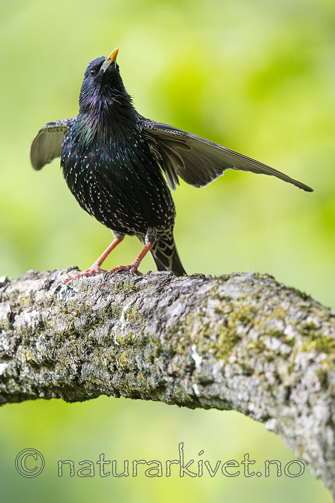 BB_20200508_0168 / Sturnus vulgaris / Stær