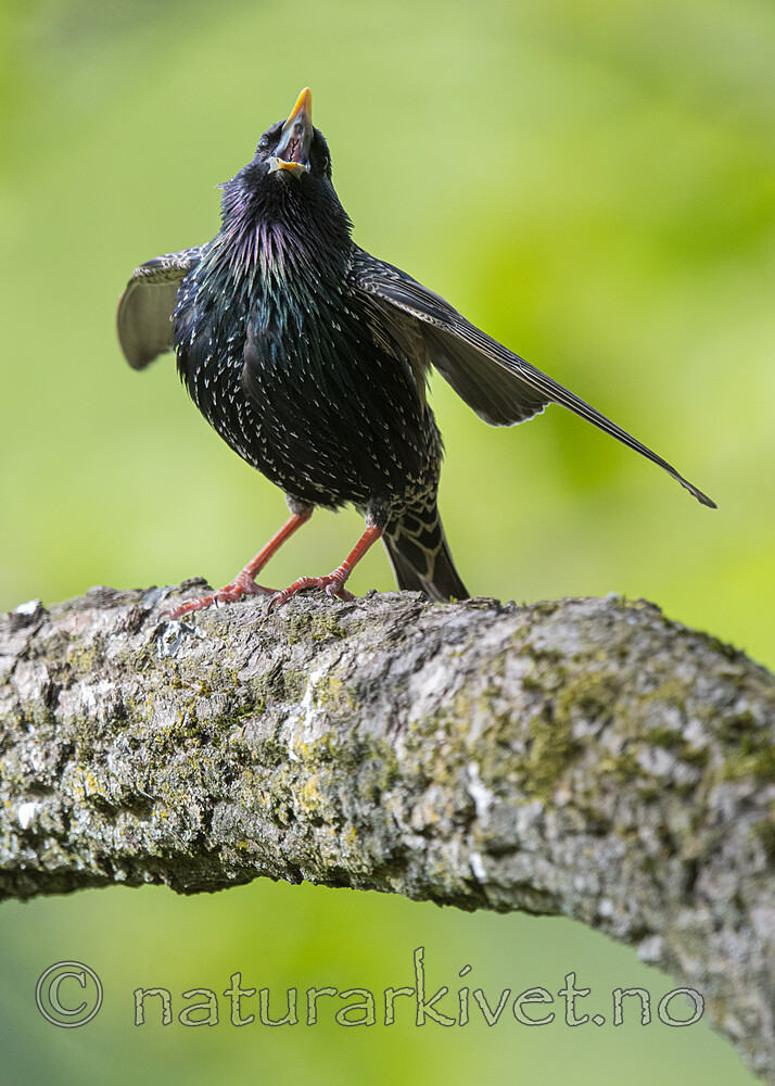 BB_20200508_0172 / Sturnus vulgaris / Stær