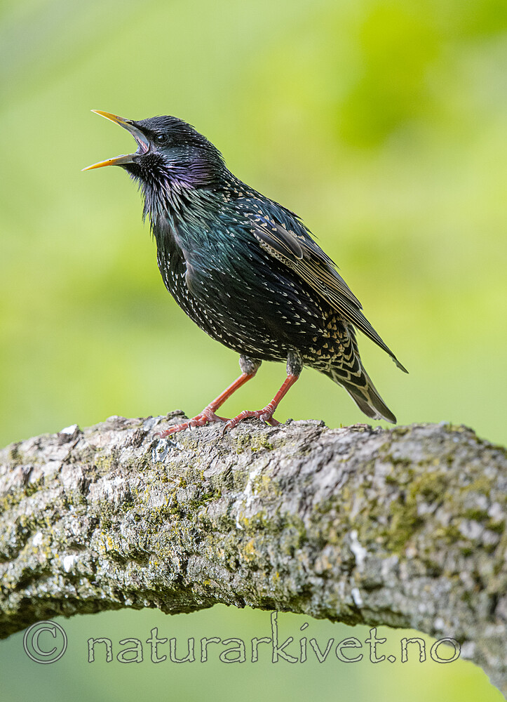 BB_20200508_0175 / Sturnus vulgaris / Stær