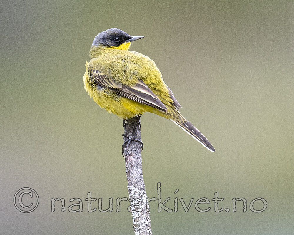 BB_20200516_3317 / Motacilla flava / Gulerle