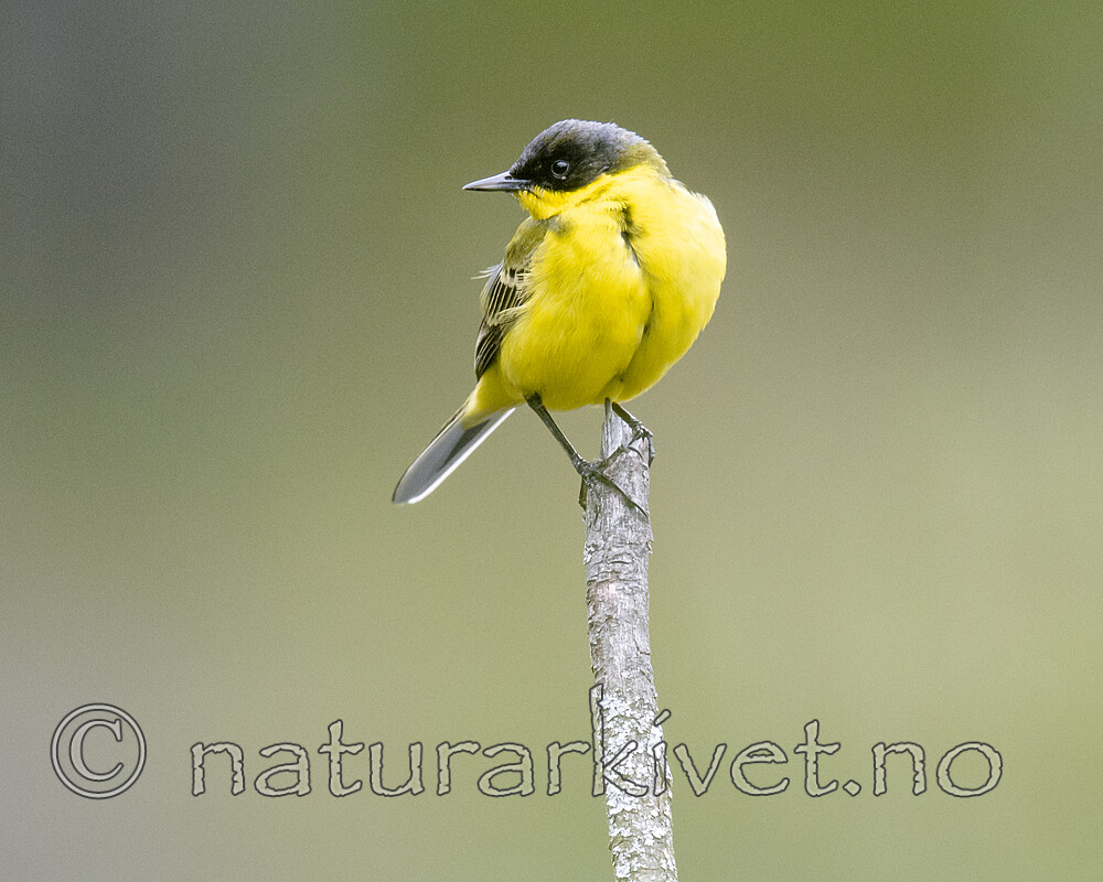 BB_20200516_3326 / Motacilla flava / Gulerle