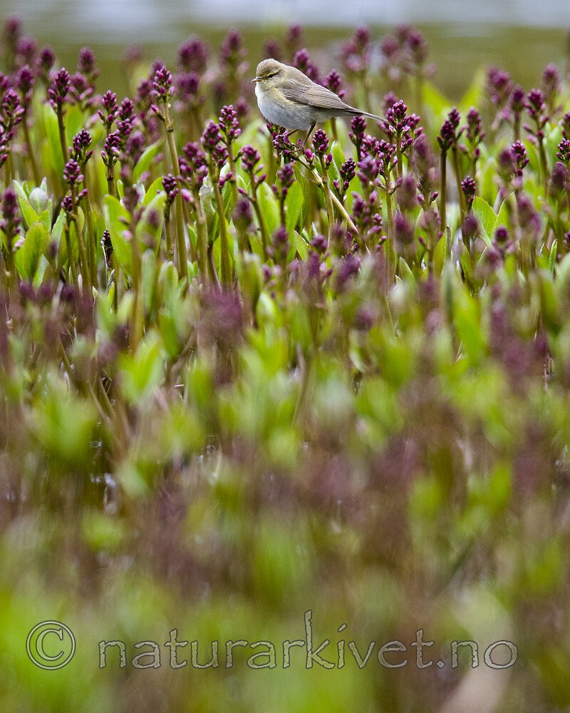 BB_20200516_3331 / Phylloscopus trochilus / Løvsanger