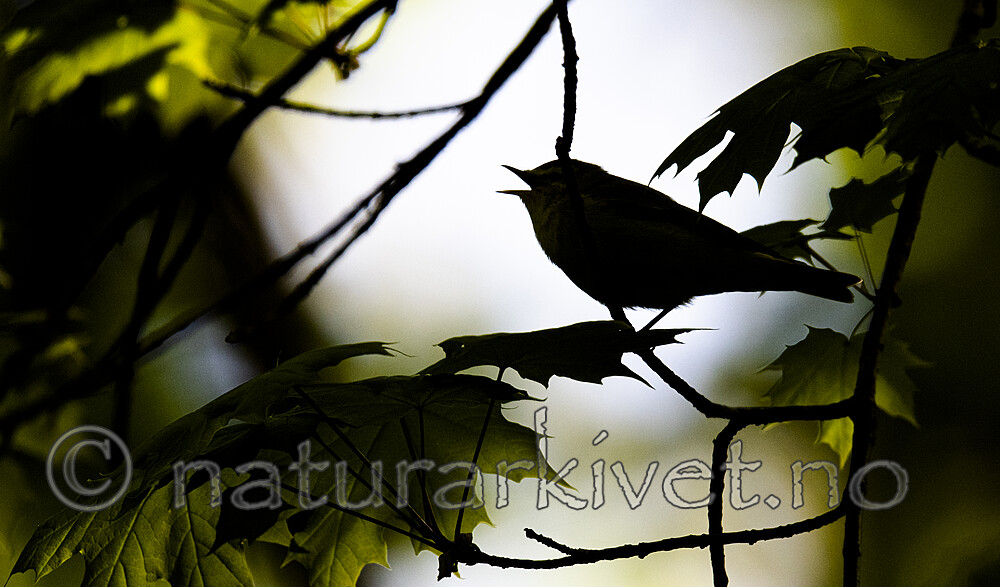 BB_20200518_0574 / Phylloscopus sibilatrix / Bøksanger