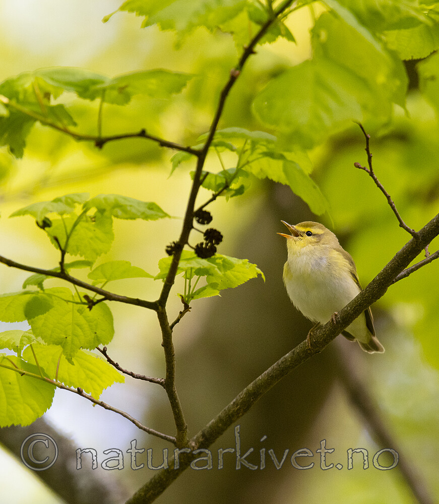 BB_20200518_0628 / Phylloscopus sibilatrix / Bøksanger