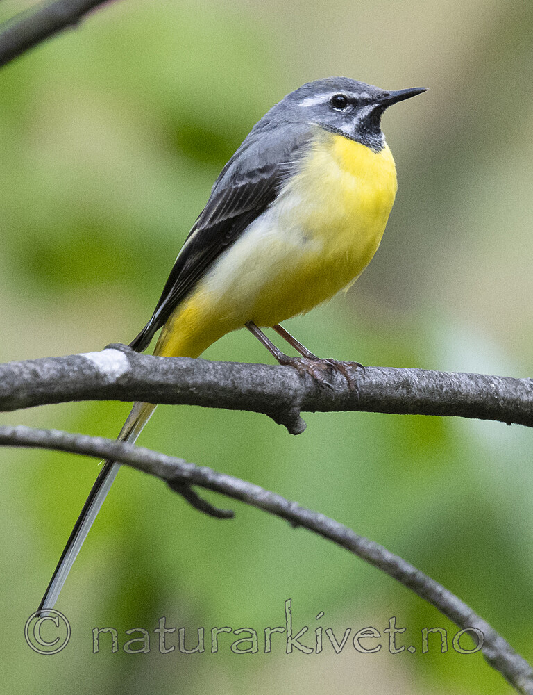 BB_20200518_0733 / Motacilla cinerea / Vintererle