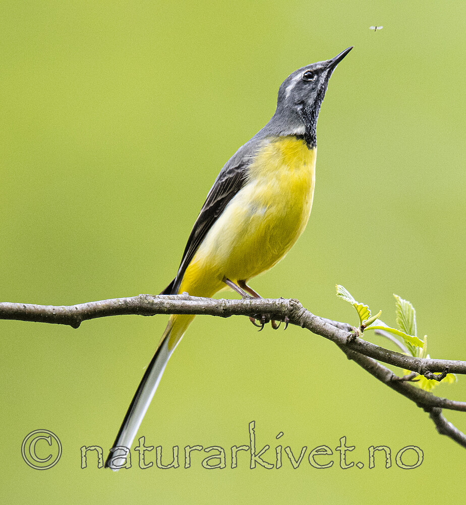 BB_20200518_0763 / Motacilla cinerea / Vintererle