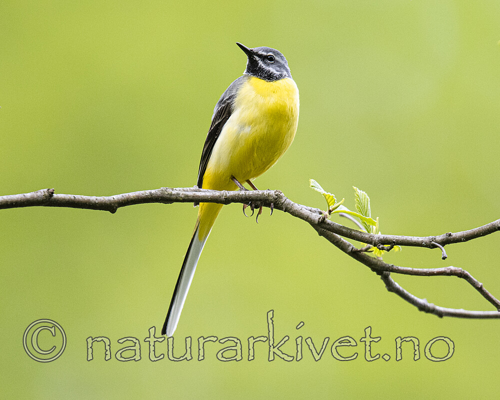 BB_20200518_0764 / Motacilla cinerea / Vintererle