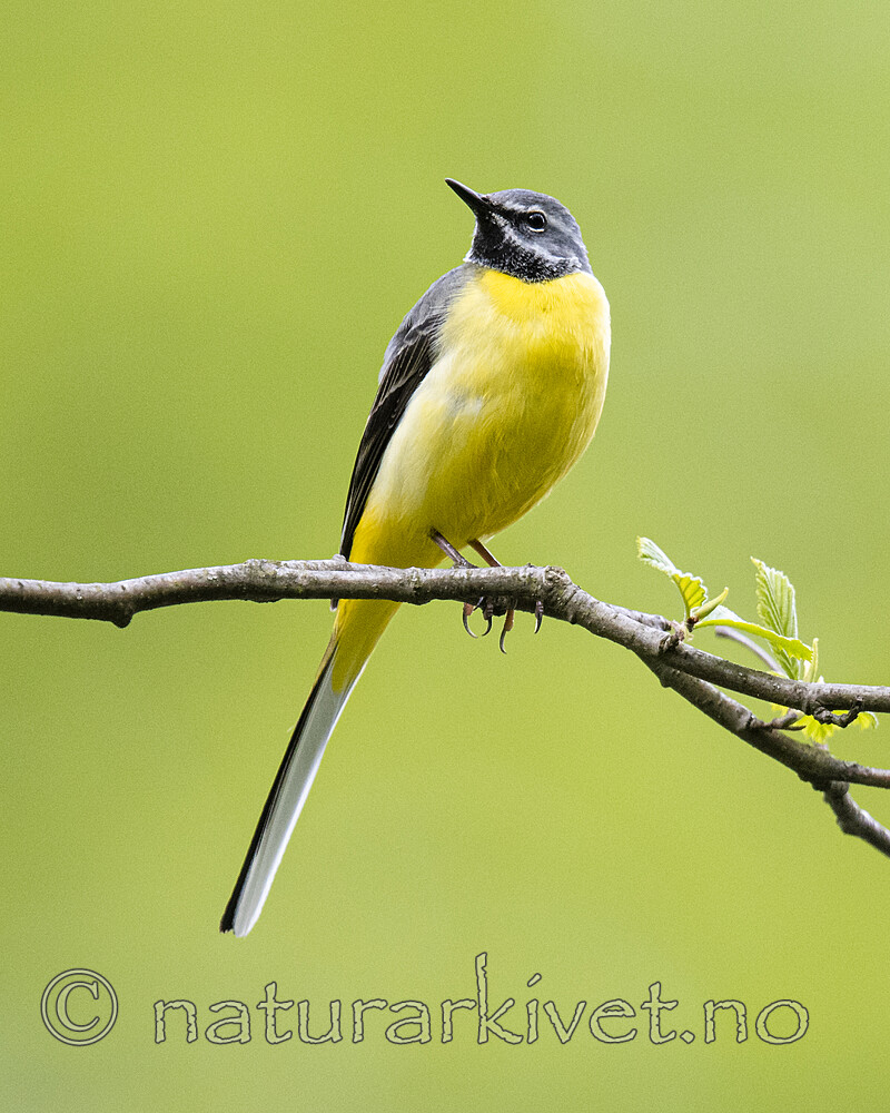 BB_20200518_0765 / Motacilla cinerea / Vintererle