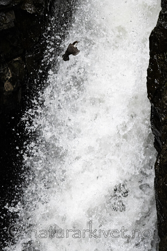 BB_20200518_0832 / Cinclus cinclus / Fossekall