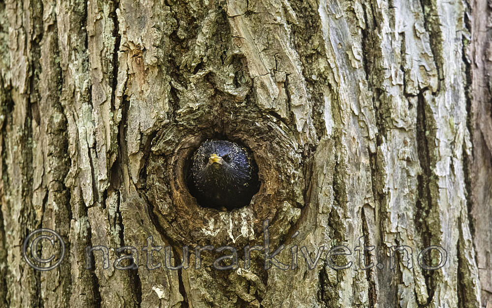 BB_20200520_0222 / Sturnus vulgaris / Stær