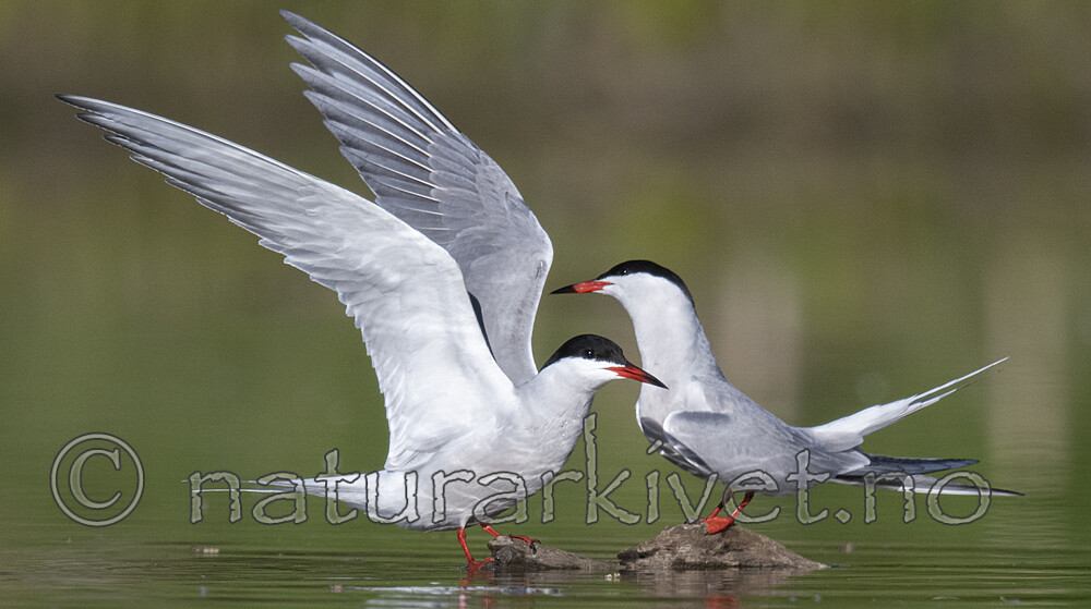 BB_20200520_0694 / Sterna hirundo / Makrellterne