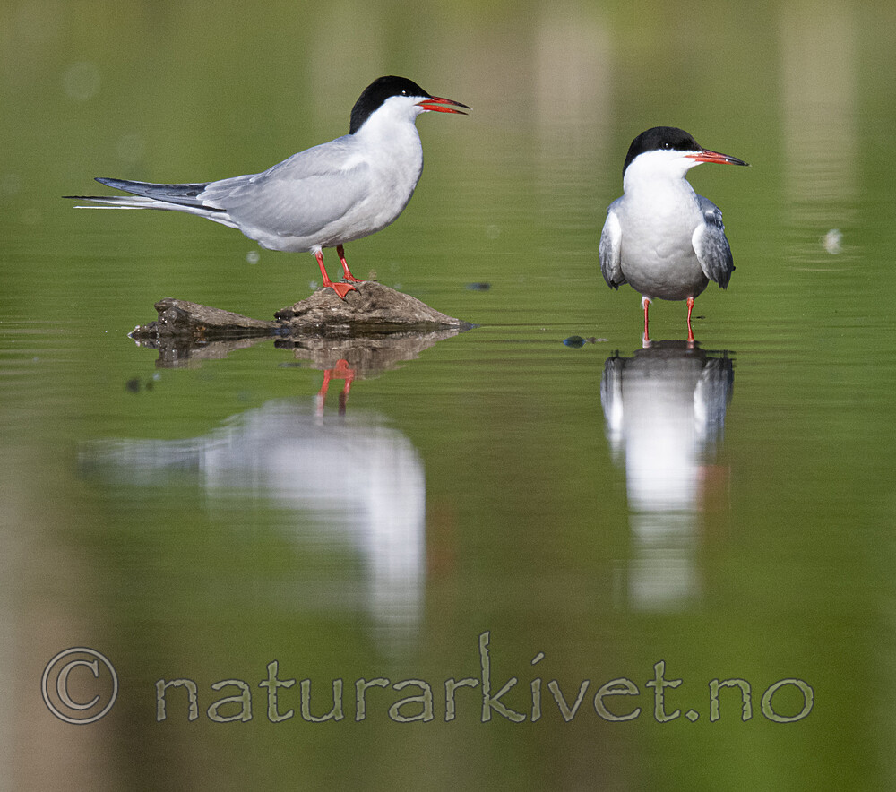 BB_20200520_0727 / Sterna hirundo / Makrellterne