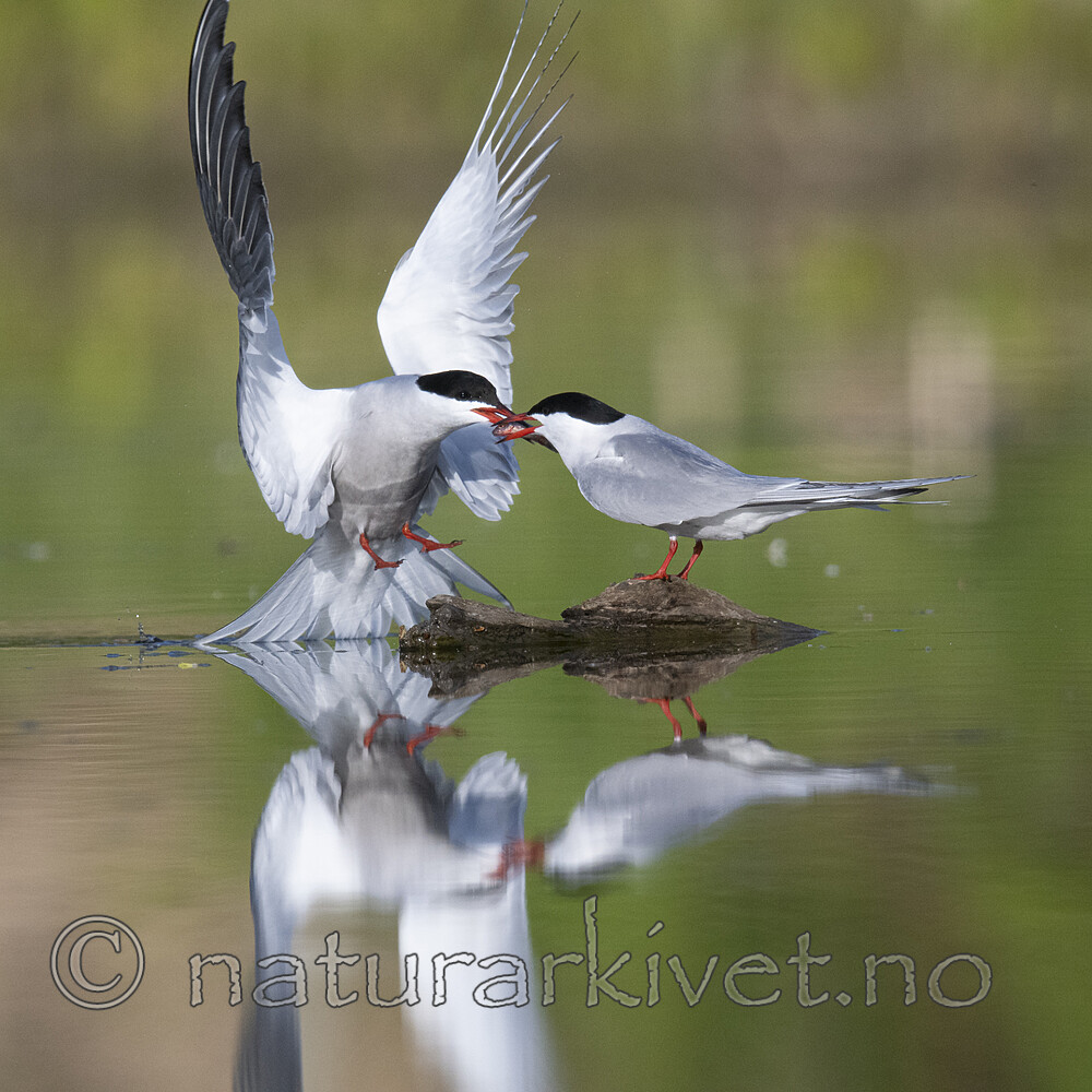 BB_20200520_0756 / Sterna hirundo / Makrellterne